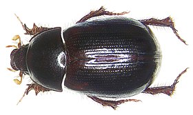 Hybosorus arator