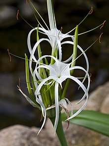 Hymenocallis speciosa, jardín botánico de Tallinn, Estoniya, 2012-08-13, DD 01.JPG