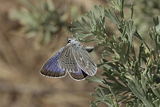 Icaricia icarioides