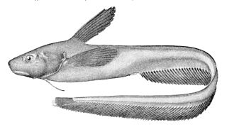 <i>Ijimaia plicatellus</i> Species of jellynose fish