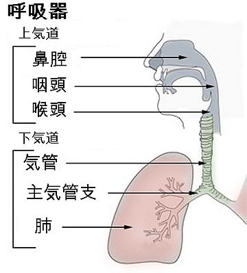 気道感染