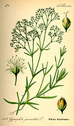Illustration Gypsophila paniculata0.jpg