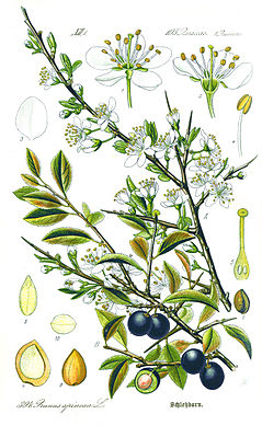 Kasvitieteellinen kuva O. V. Thomen kirjasta Flora von Deutschland, Österreich und der Schweiz, 1885 Turn, or pickly luumu - näkymä Prunus-osaan