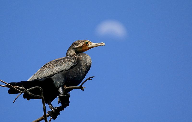 File:Indian Cormorant.jpg