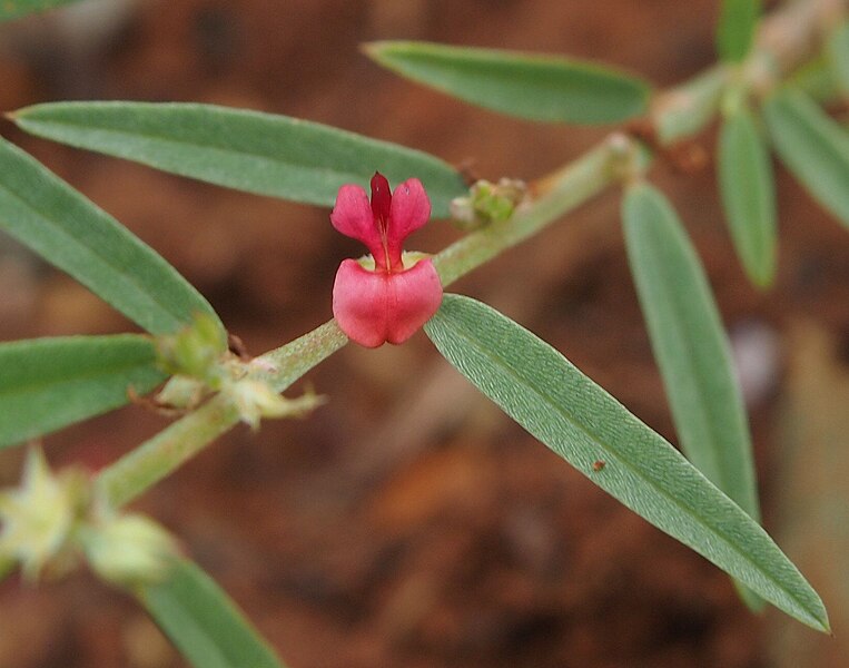 File:Indigofera linifolia blossom.jpg