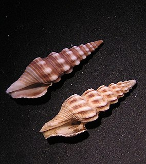 <i>Inquisitor intertinctus</i> species of mollusc