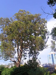 <i>Eucalyptus paniculata</i> Species of eucalyptus