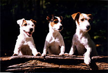 "Três terriers principalmente brancos com marcações diferentes ficam de pé sobre um tronco"