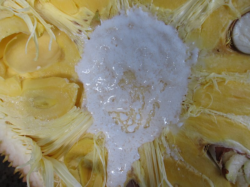 File:Jackfruit - internals.jpg