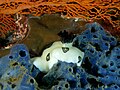 Joruna funebris (Nudibranch) on Haliclona sp. (Sponges).jpg