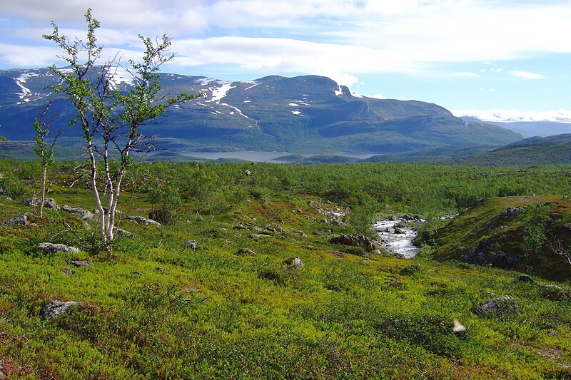 File:Kårtejaure from treeline.jpg