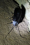 ??? Onbekende kakkerlak in Nationaal park Isalo