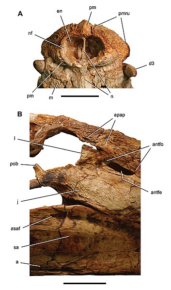 File:Kaprosuchus skull details.jpg