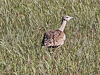 Bustard, Karoo Eupodotis vigorsii