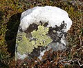 Map lichen - Rhizocarpon geographicum (Kartlav)