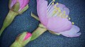 P086 河津桜 Kawazuzakura 拡大した花の写真