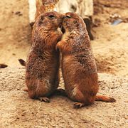 Deux chiens de prairie s'embrassant