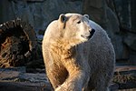 Vorschaubild für Knut (Eisbär)