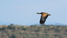 Southern Free State, South Africa Korhaan Blue 2015 01 26.jpg