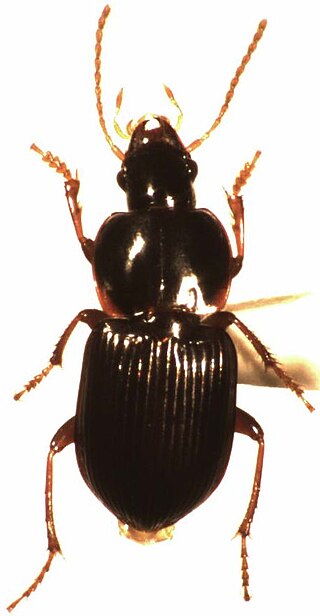 <i>Kupeharpalus</i> Genus of beetles