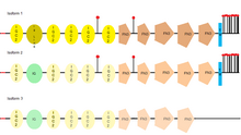 L1CAM different isoforms (1, 2 and 3) L1CAM.png