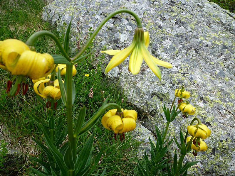 File:LILIUM PYRENAICUM - GENTO - IB-865 (Marcòlic groc).JPG