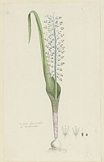 Miniatuur voor Bestand:Lachenalia unifolia Jacq. (Hyacint) te voren hijacinthus nu lachenalia (titel op object), RP-T-1914-18-64.jpg