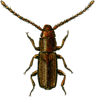 <i>Placonotus modestus</i> Species of beetle