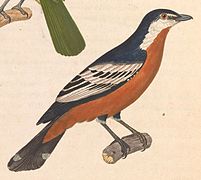 Lalage aurea (Rufous-bellied Triller), drawing