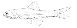 Southern lanternfish Species of fish