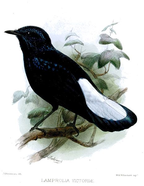 File:LamproliaVictoriaeKeulemans.jpg