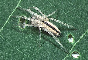 Afbeeldingsbeschrijving Larinia.argiopiformis.female.2 .-. Tanikawa.jpg.