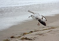 Larus delawarensis