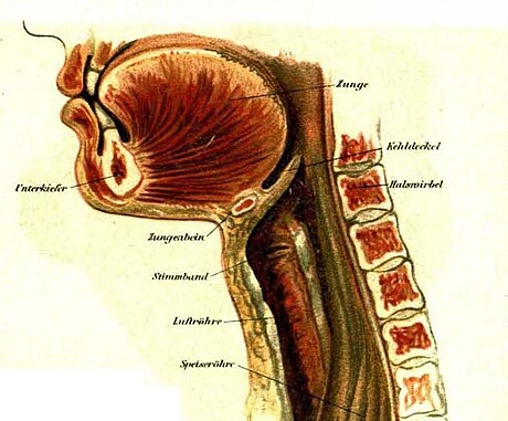 File:Larynx Meyers band8 cropped.jpg