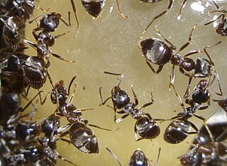 Die Wegameisen (Lasius) sind e