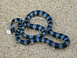 Blue-lipped sea krait, Laticauda laticaudata Laticauda laticaudata.jpg