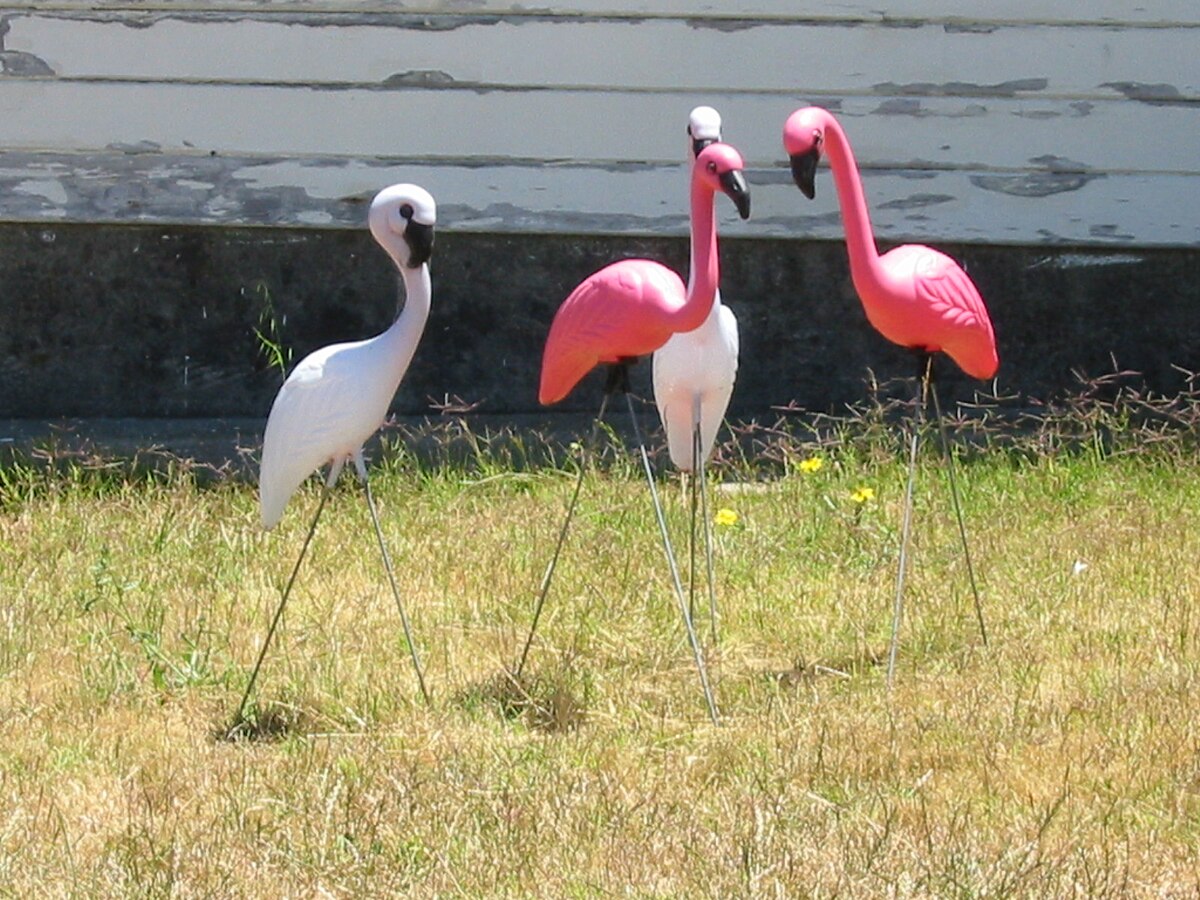 Observatie serveerster Penelope Plastic flamingo - Wikipedia