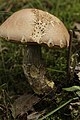 Leccinum duriusculum