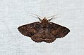 Lepidoptera (33595013066).jpg