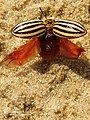 Leptinotarsa decemlineata Chrysomelidae Coleoptera.jpg