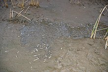 Motherless juvenile fish in a drying-out ephemeral pond