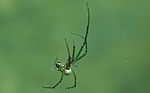 Miniatura per Leucauge