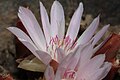 Lewisia rediviva