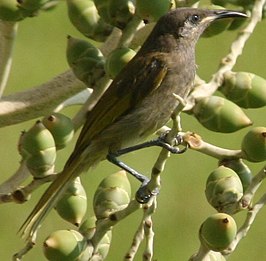 Vanuatuhoningeter