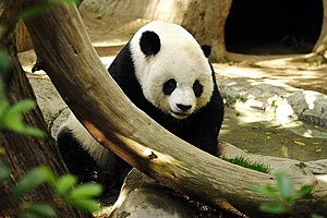 פנדה ענק - מין יונק יחיד בסוגו, המסווג כיום במשפחת הדוביים והמצוי במרכז סין.