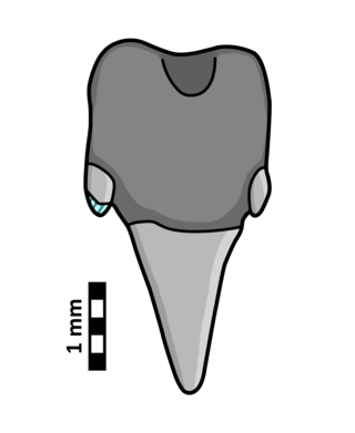 <i>Lilamna</i> Extinct genus of sharks