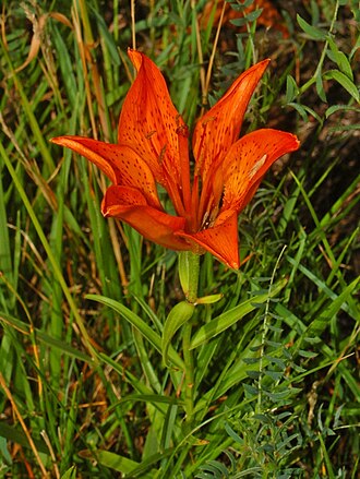 Lilium bulbiferum var. croceum, flowering in July Liliaceae - Lilium bulbiferum var. croceum-2.JPG