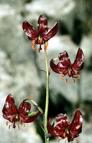 Lilium Cattaniae