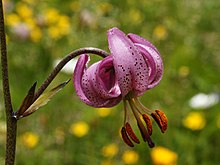 Lilium martagon (Turbana lilio)