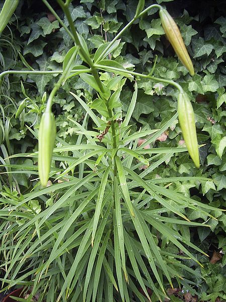File:Lilium rosthornii habitus.JPG